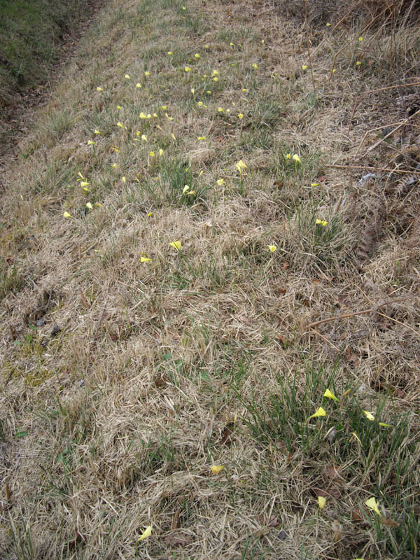 Narcissus bulbocodium en fleurs dans une pelouse maigre acidophile en Chalosse